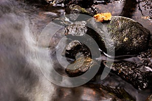 Lonely yellow leaf photo