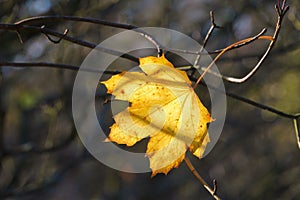 Lonely yellow Maple leaf of Autumn.