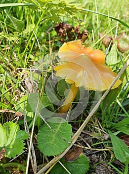 A lonely yellow mushroom