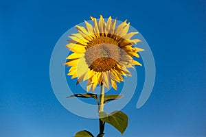 Lonely yellow sunflower