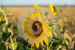 Yellow sunflowers in a field of Golden ripe wheat and butterflies sitting on sunflowers