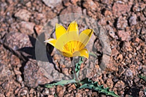 Lonely yellow Tulip swaying in the wind among the stony rocks in the harsh conditions of survival