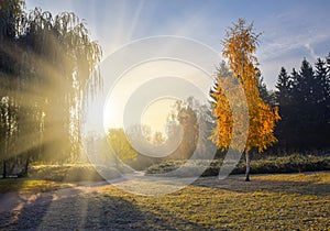 Lonely yellowed birch tree in the park at sunrise. Autumn nature landscape
