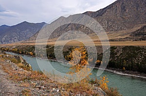 Lonely yellowed larch on the high bank of a beautiful river flowing through a picturesque valley surrounded by mountains