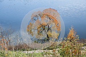 Lonely yellowed tree against the background of a river