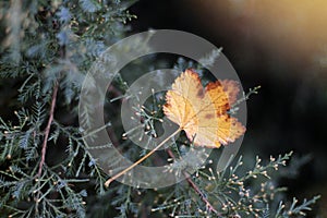 A lonely yellowish leaf in autumn