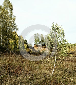 Lonely young birch in the glade in autumn