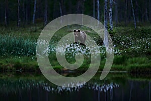 Lonely young cub bear in the night forest. Bear pup without mother. Babe brown animal in nature forest and meadow habitat.