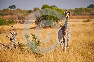 Lonely young giraffe in the savannah