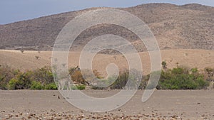 Lonely young giraffe walks on the dry savanna