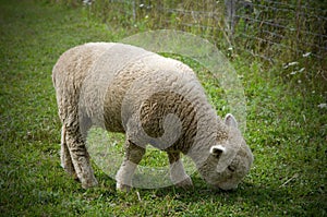 Lonely Young Sheep Grazing In a Grass Field