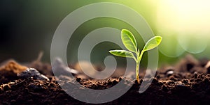 Lonely young sprout of plant makes its way through layer of soil to germinate in agricultural field