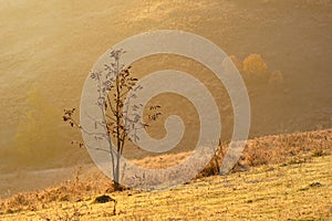 Lonely Young Wallnut Tree In Autumn