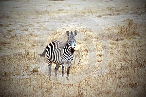Lonely zebra picture with vignetting effect photo