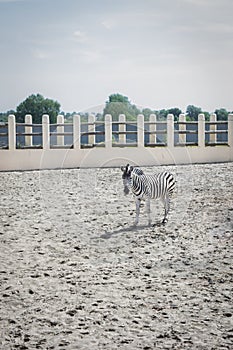 Lonely zebra in the sandy aviary of the zoo
