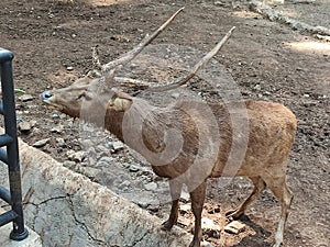 A loner deer in the zoo which looks hungry and needs some friends who care of him photo