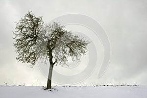 Lonesome appel tree