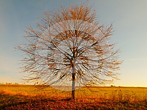 Lonesome autumn tree without leaves