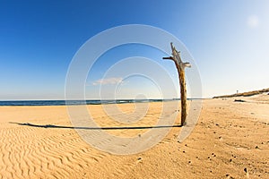 Lonesome beach of the Baltic Sea with blue sky and dead tree