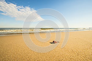 Lonesome beach of the Baltic Sea with pebble