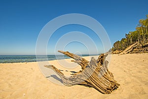 Lonesome beach with driftwood and blue sky