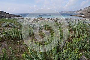 Lonesome beach in spain