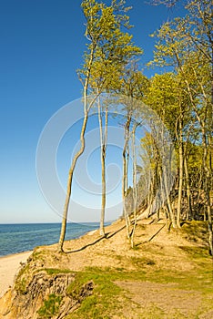 Lonesome beach with trees