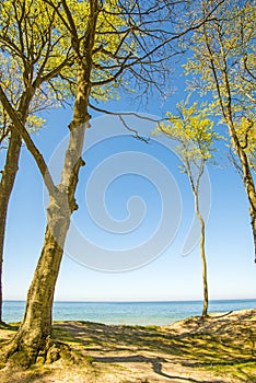 Lonesome beach with trees and blue sky