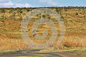 Lonesome Bufallo standing in the savanna