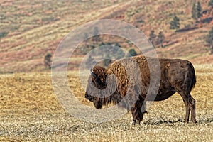 Lonesome buffalo in Custer Park