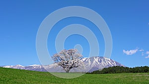 Lonesome cherry blossom in springtime sunny day morning and clear blue sky