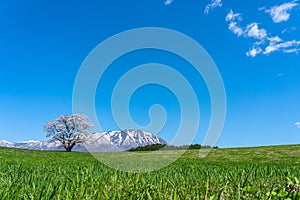 Lonesome Cherry Blossom in springtime sunny day morning and clear blue sky