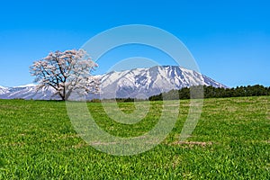 Lonesome Cherry Blossom in springtime sunny day morning and clear blue sky