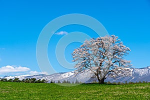 Lonesome Cherry Blossom in springtime sunny day morning and clear blue sky