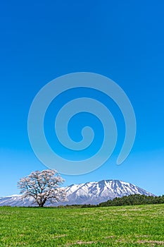 Lonesome Cherry Blossom in springtime sunny day morning and clear blue sky