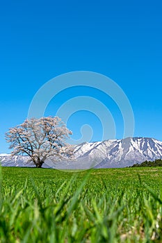 Lonesome Cherry Blossom in springtime sunny day morning and clear blue sky