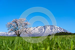 Lonesome Cherry Blossom in springtime sunny day morning and clear blue sky