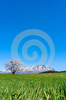 Lonesome Cherry Blossom in springtime sunny day morning and clear blue sky