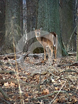 A Lonesome Deer in the woods