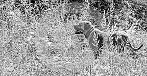 Lonesome dog exploring nature