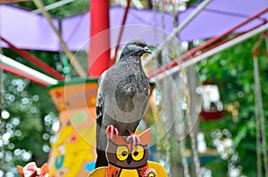 Lonesome Dove in the amusement park on swing