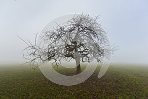 Lonesome fruit tree in winter in fog standing on grassland