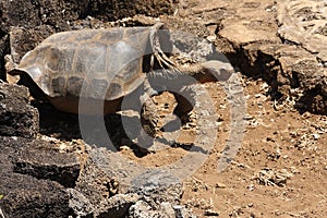 Lonesome George