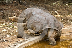 Lonesome George