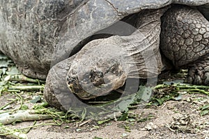 Lonesome George eating leaves