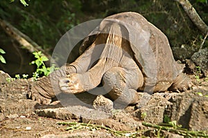 Lonesome George Galapagos