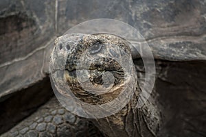 Lonesome George head shot close up