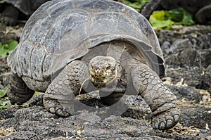 Lonesome George's mate