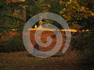 Lonesome grave in Autumnlight