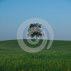 Lonesome green tree on grass hill in Bavaria, Germany